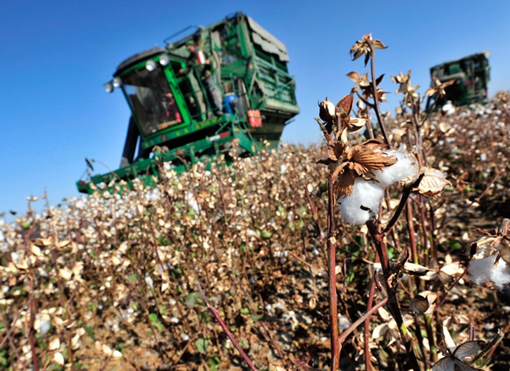 Uzbekistan Accused of Persecuting Monitors in Cotton Fields