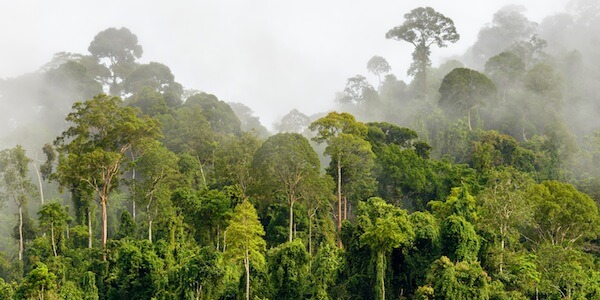 How Canopy's ForestMapper Mitigates Supply Chains' Environmental Risk