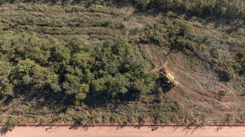 Deforestation Brazil cotton