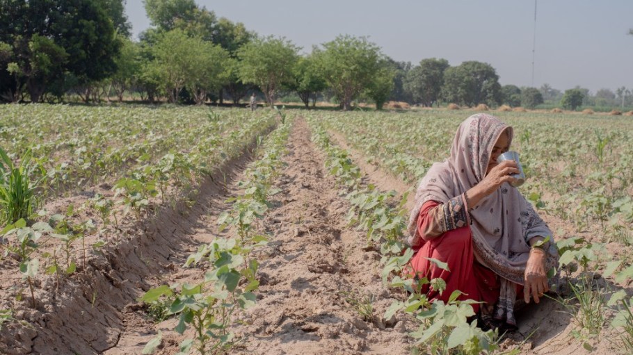 Lokuo Wala, Shujabad, Pakistan, 2024. Amina Bibi, cotton farm worker.